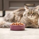 Чим краще годувати кішку: готові корми чи натуральна їжа.
