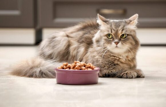 Чем лучше кормить кошку: готовые корма или натуральная пища