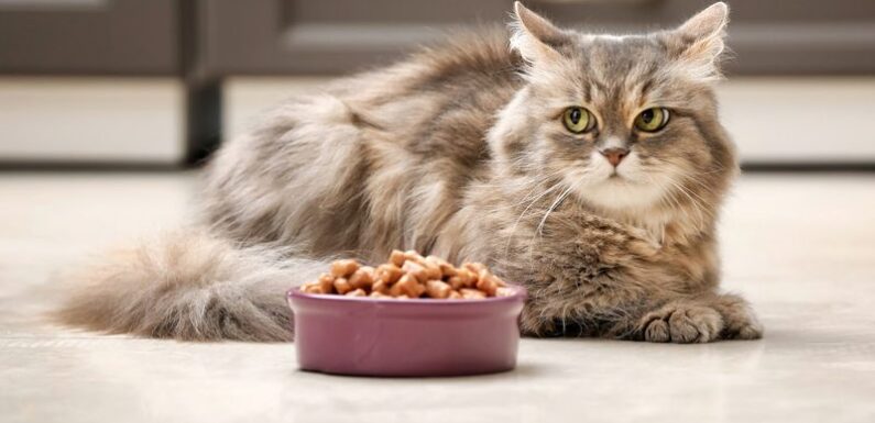 Чем лучше кормить кошку: готовые корма или натуральная пища