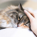 Панлейкопения у кошек, симптомы и лечение 12 Чечевица