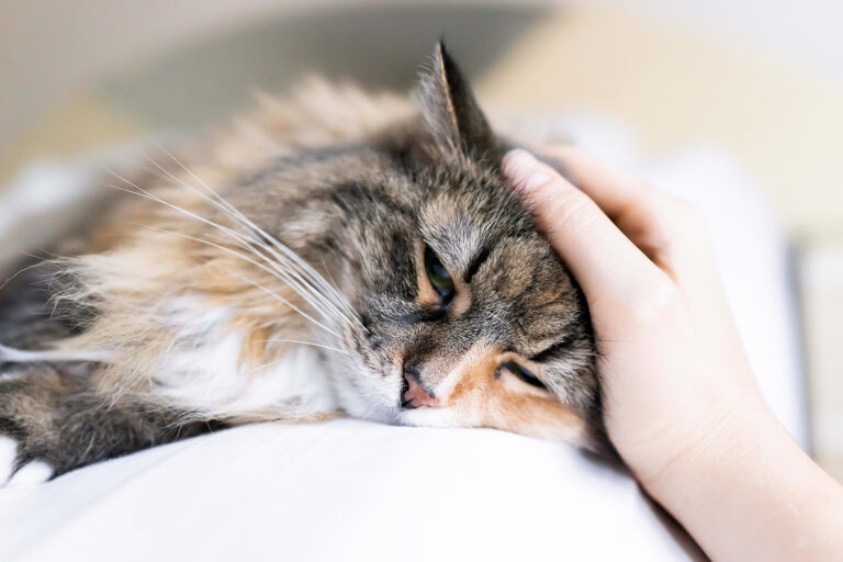 Панлейкопения у кошек, симптомы и лечение 9