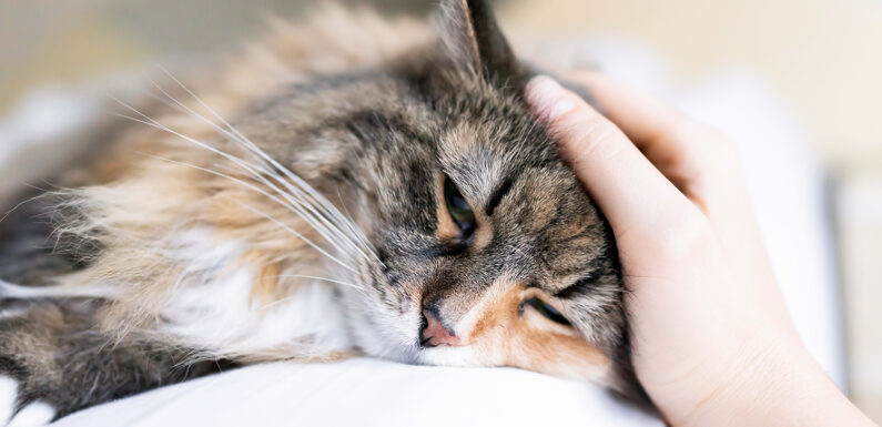 Панлейкопения у кошек, симптомы и лечение