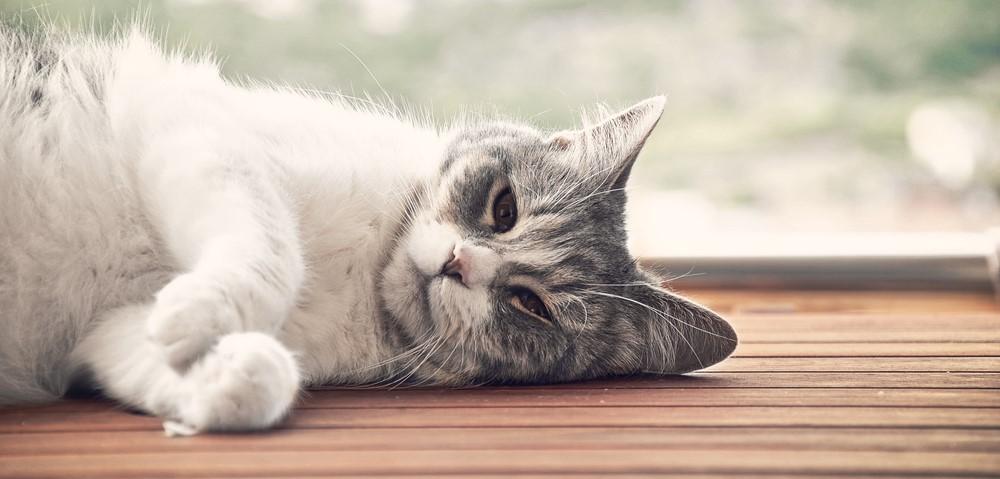 Поликистоз почек у кошек: опасное наследственное заболевание 1