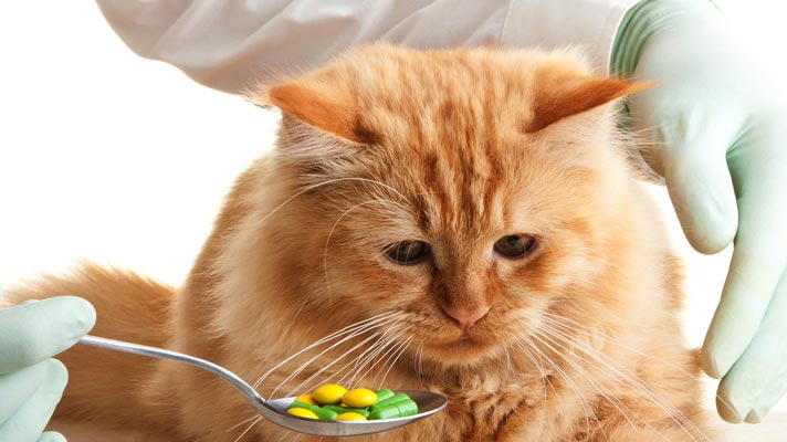 Поликистоз почек у кошек: опасное наследственное заболевание 3