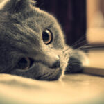 Поликистоз почек у кошек: опасное наследственное заболевание 11 Чечевица