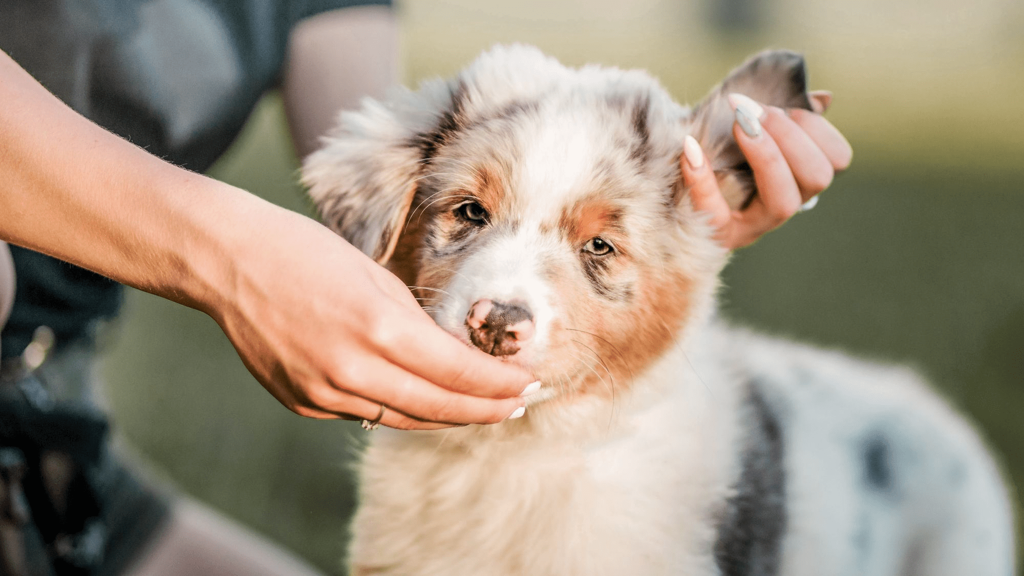 Средства от клещей для собак: как защитить питомца 1