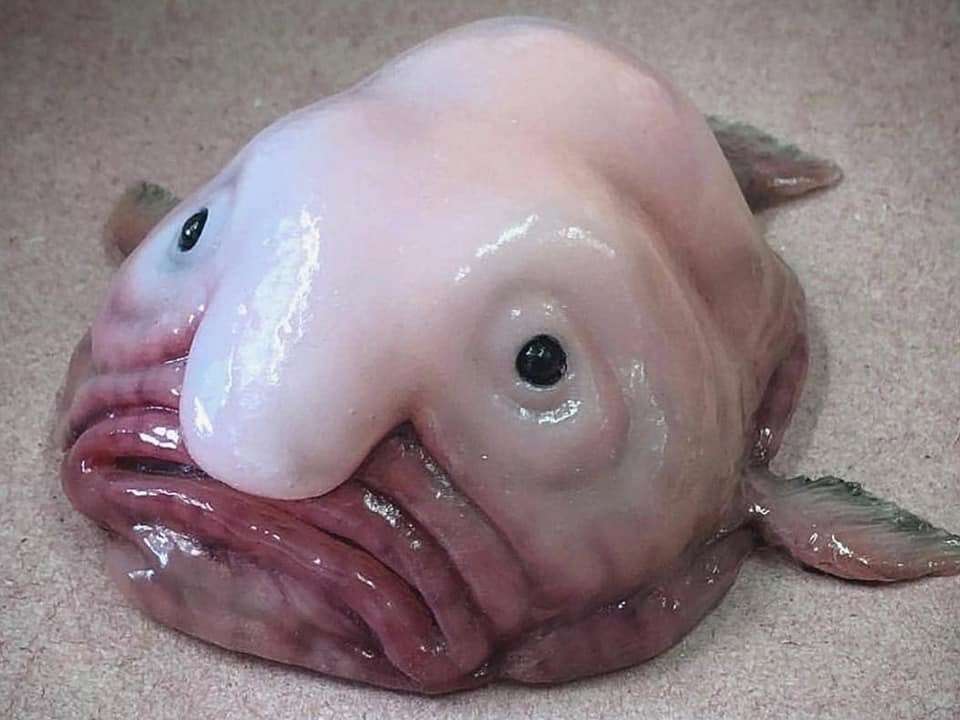Рыба Капля: невероятное существо из глубин 2