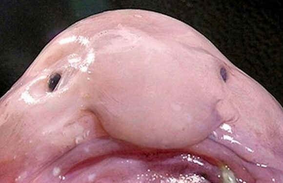 Рыба Капля: невероятное существо из глубин