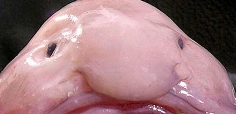 Рыба Капля: невероятное существо из глубин