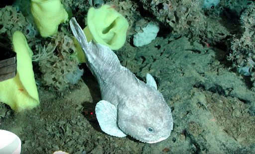 Рыба Капля: невероятное существо из глубин 1