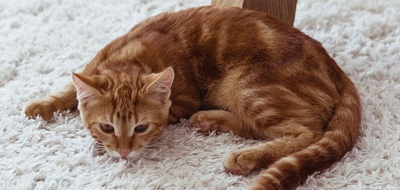 У кота заложен нос и он хрюкает: стоит ли беспокоиться