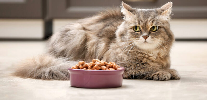 Farmina для кошек — премиум питание каждый день