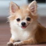 Самая маленькая собака в мире: а вы знали? 7 тату