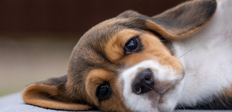 Аллергия у собак: когда иммунитет реагирует слишком активно