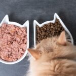 Здоровое питание для домашних питомцев: как выбрать качественный рацион? 3