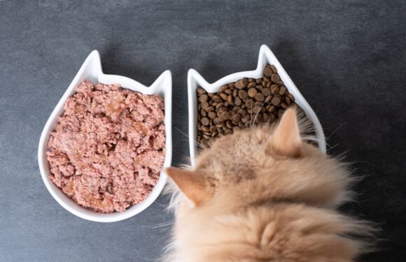 Здоровое питание для домашних питомцев: как выбрать качественный рацион?