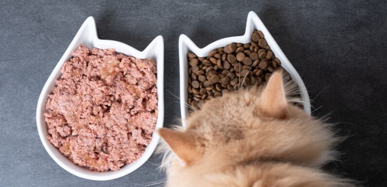 Здоровое питание для домашних питомцев: как выбрать качественный рацион?